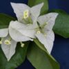 Bougainvillea Flowers Online Singapore White