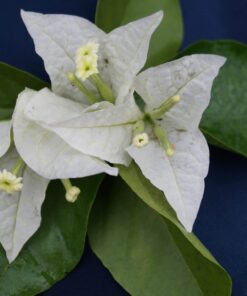 Bougainvillea Flowers Online Singapore White