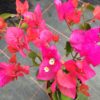 Bougainvillea Flowers Online Tango