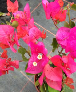 Bougainvillea Flowers Online Tango