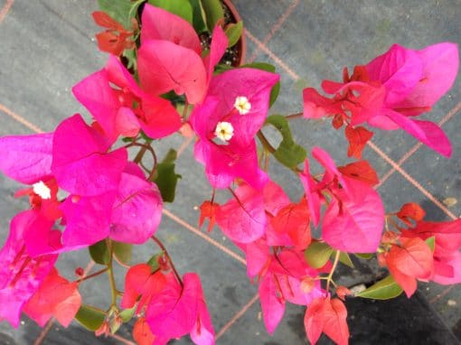 BOUGAINVILLEA ‘Tango Supreme’ - Buy Bougainvilleas Online | Westdale ...