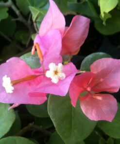 Bougainvillea Flowers Online Tropical Bouque