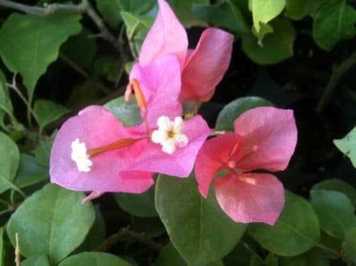 Bougainvillea Flowers Online Tropical Bouque