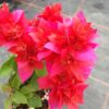 Bougainvillea Flowers Online Campbell