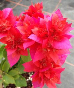 Bougainvillea Flowers Online Campbell