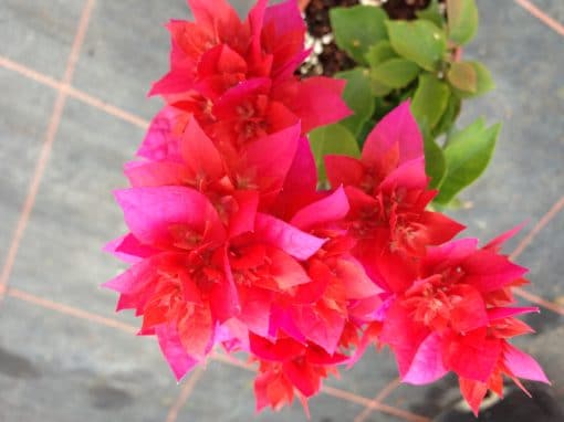 Bougainvillea Flowers Online Campbell