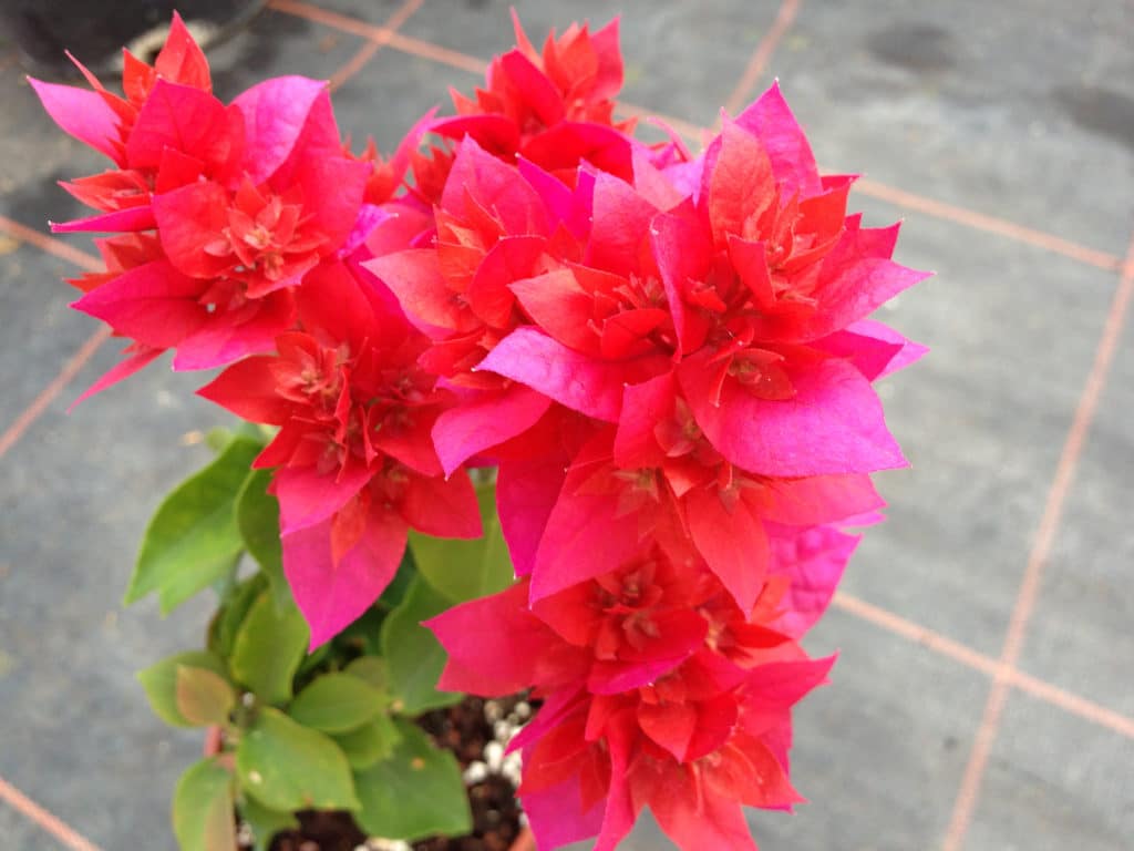 Buy Bougainvilleas Online | Westdale Nursery