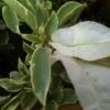 Bougainvillea Flowers Online White Stripe