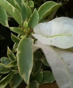 Bougainvillea Flowers Online White Stripe