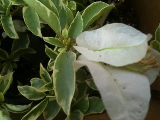 Bougainvillea Flowers Online White Stripe