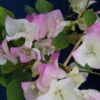 Bougainvillea Flowers Online