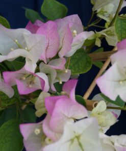 Bougainvillea Flowers Online