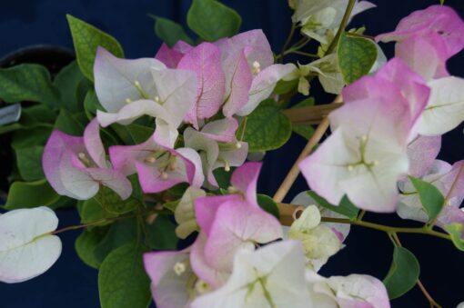 Bougainvillea Flowers Online