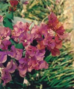 Afterglow Bougainvillea Flowers