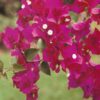 Barbara-Karst Bougainvillea Flowers