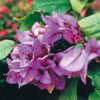 Brasilensis Bougainvillea Flowers