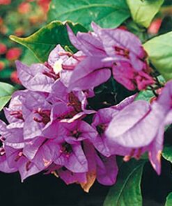 Brasilensis Bougainvillea Flowers