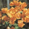 California-Gold Bougainvillea Flowers