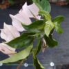 Bougainvillea Flowers Online