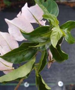 Bougainvillea Flowers Online