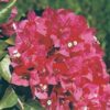 Crimson-Red Bougainvillea Flowers