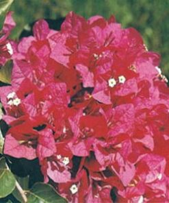 Crimson-Red Bougainvillea Flowers