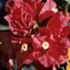 Don-Fernando Bougainvillea Flowers