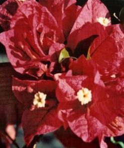 Don-Fernando Bougainvillea Flowers