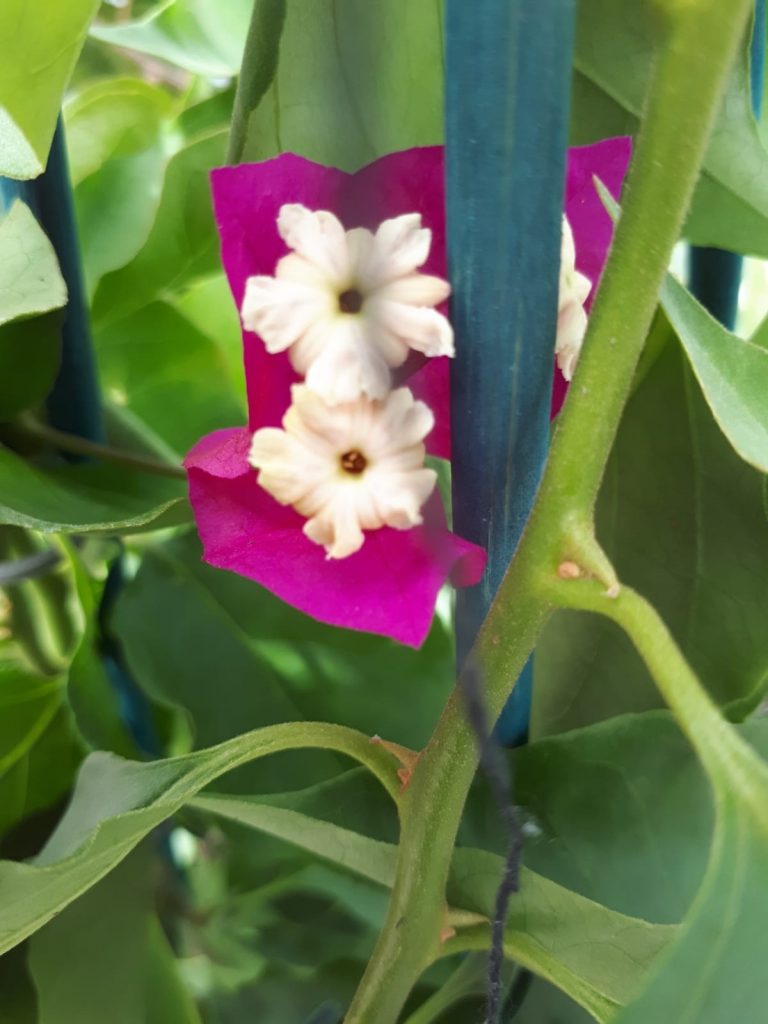 Buy Bougainvilleas Online | Westdale Nursery
