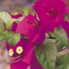 Elizabeth-Angus Bougainvillea Flowers