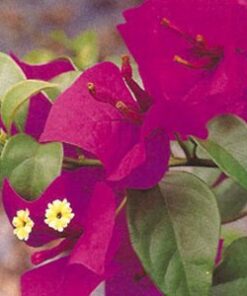 Elizabeth-Angus Bougainvillea Flowers