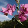 Bougainvillea Flowers Online