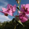 Bougainvillea Flowers Online