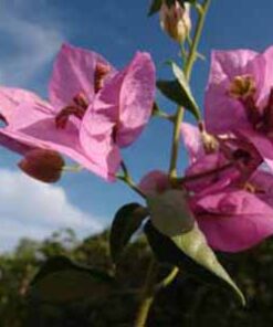 Bougainvillea Flowers Online