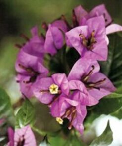 Formosa Bougainvillea Flowers