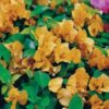 Golden-Glow Bougainvillea flowers