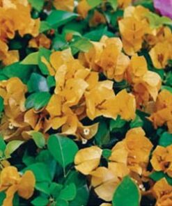 Golden-Glow Bougainvillea flowers