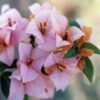 Hugh-Evans Bougainvillea Flowers