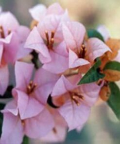 Hugh-Evans Bougainvillea Flowers