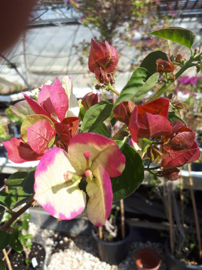 Buy Bougainvilleas Online | Westdale Nursery