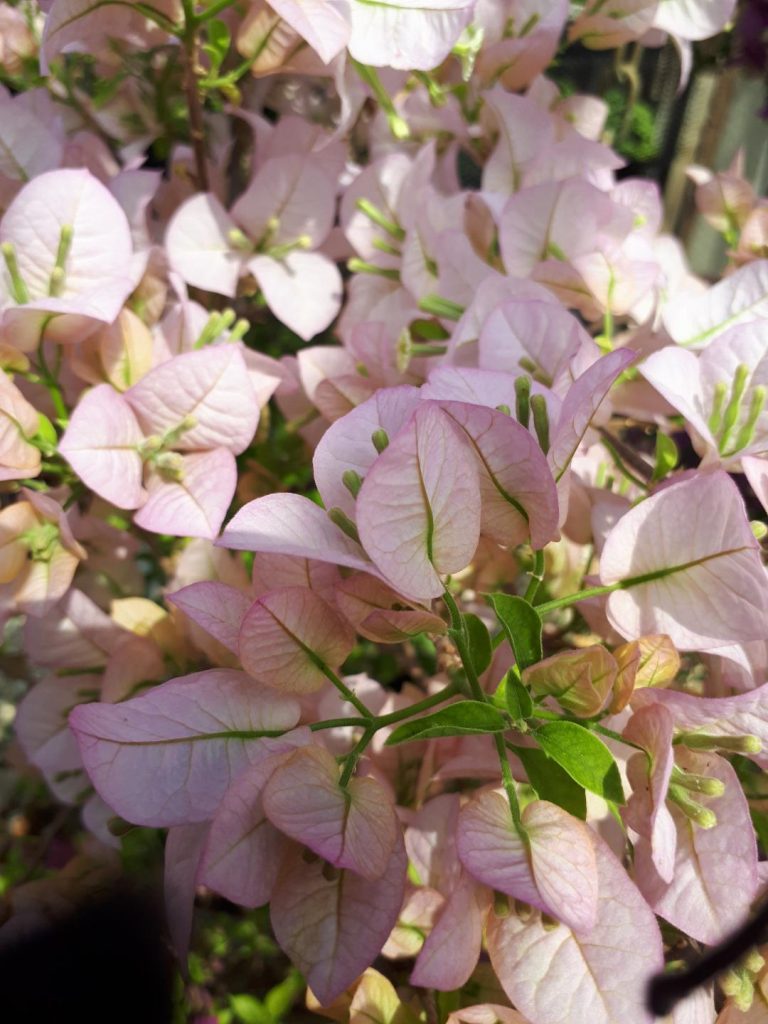 Buy Bougainvilleas Online | Westdale Nursery
