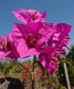 Bougainvillea Flowers Online