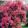 James-Walker Bougainvillea Flowers