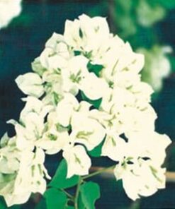 Java-White Bougainvillea Flowers