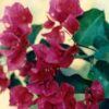 Juanita-Hatten Bougainvillea Flowers