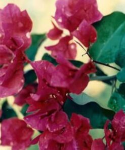 Juanita-Hatten Bougainvillea Flowers