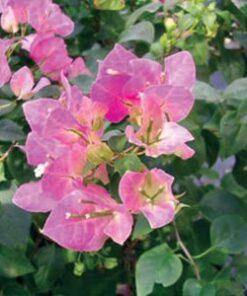 Jubilee Bougainvillea Flowers