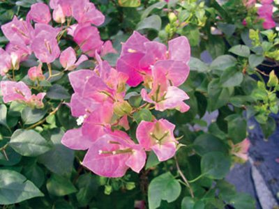 Jubilee Bougainvillea Flowers