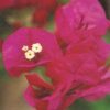 La-Joya Bougainvillea Flowers