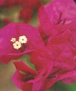 La-Joya Bougainvillea Flowers